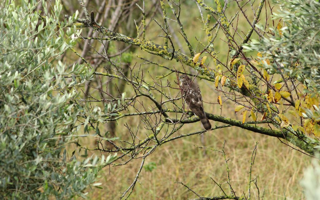Rapace da identificare